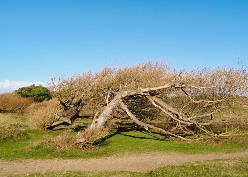 A tree bent by strong northeast wind near the New Jersey Bayshore