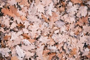 Fallen autumn leaves beneath a mature oak tree in a suburban yard