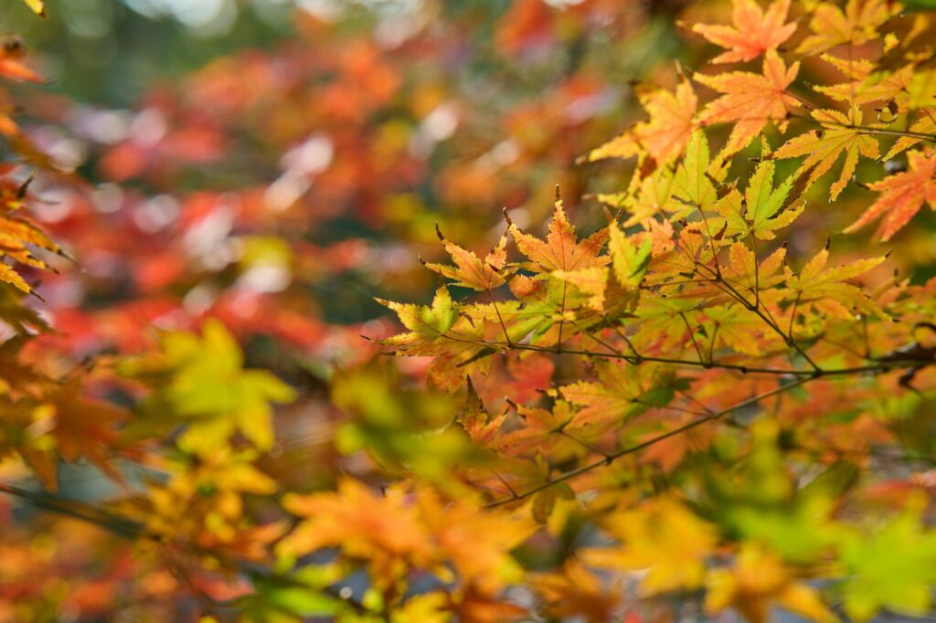 Maple leaves falling in autumn