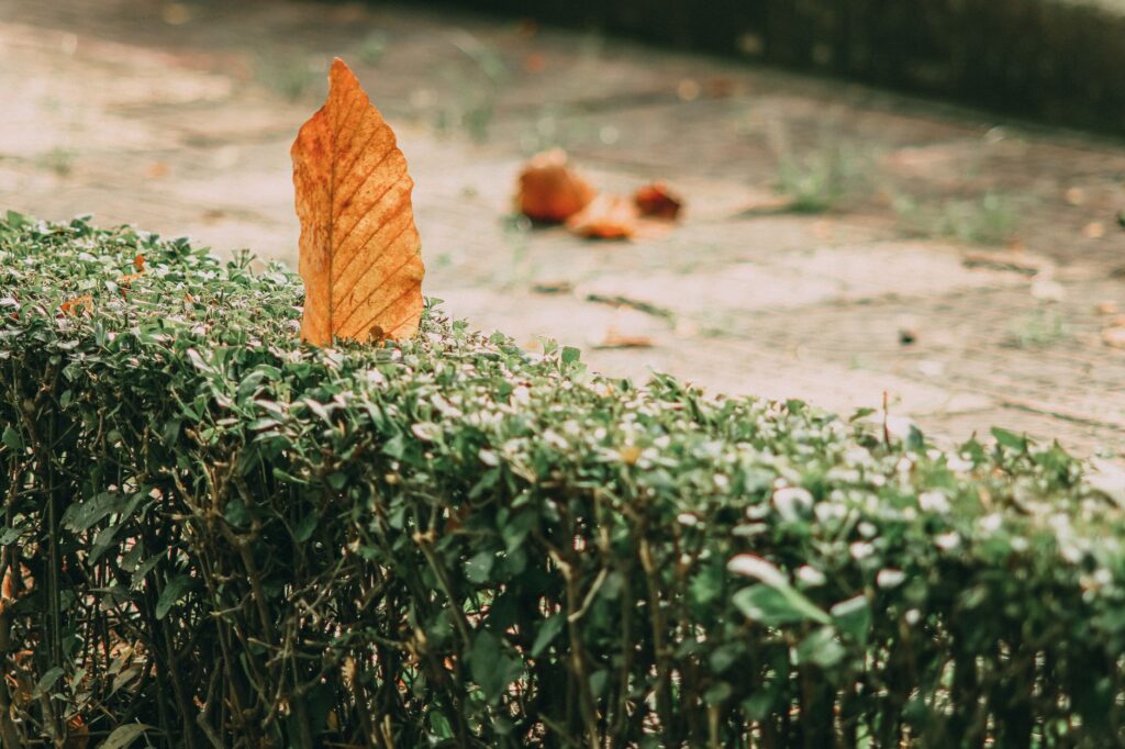 Arborvitae hedge with brown inner foliage in autumn