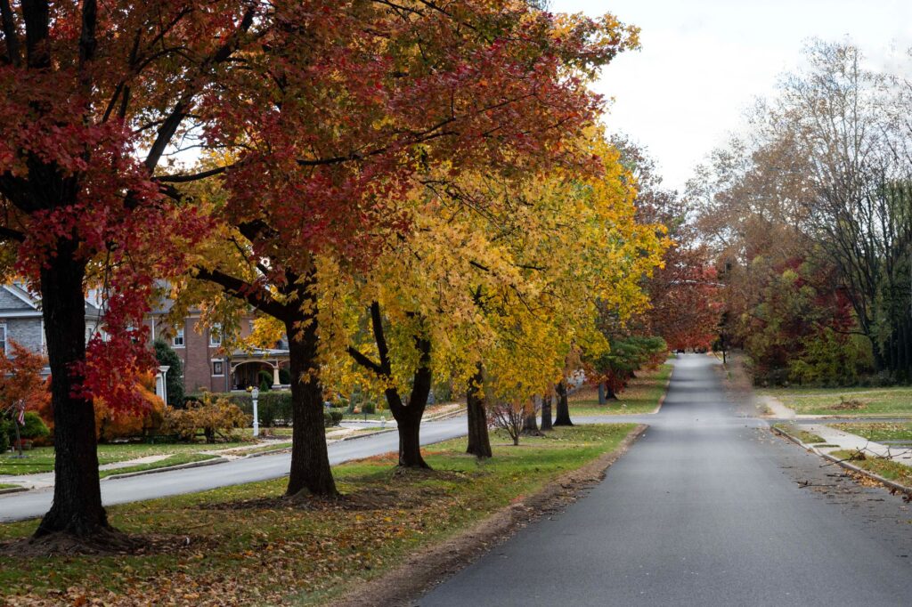 Mixed fall colors on a suburban street