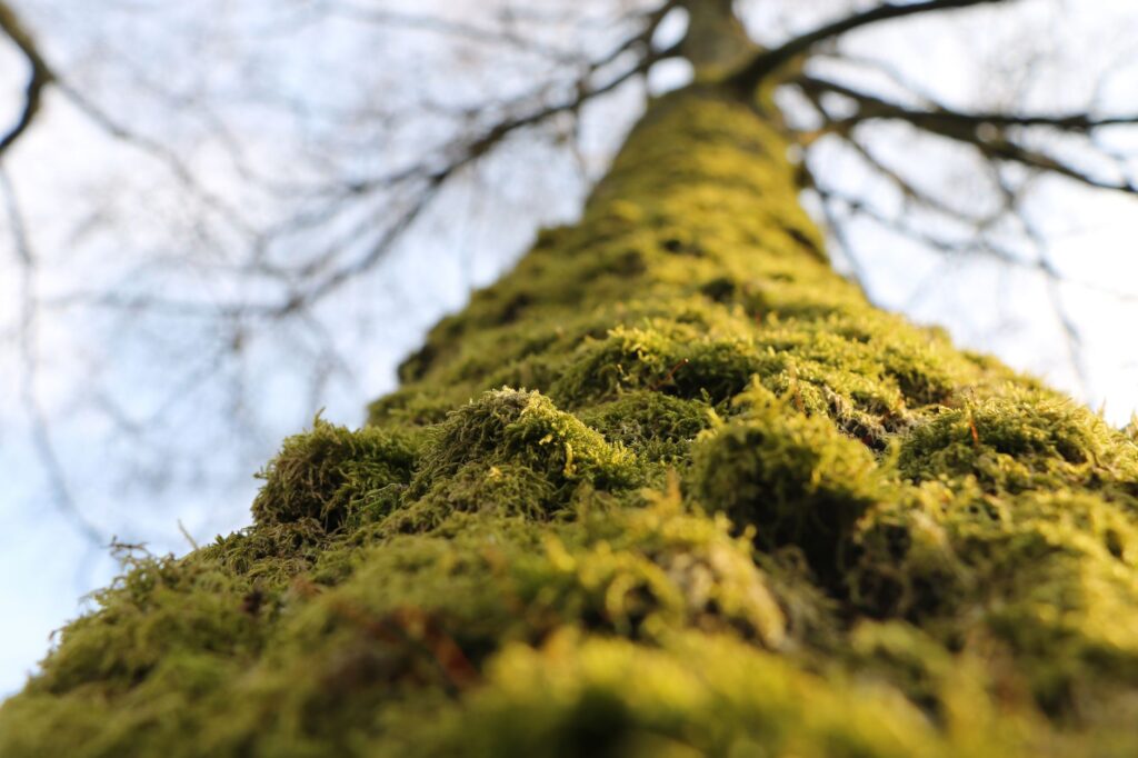 Phone camera capturing close-up of tree bark and root flare