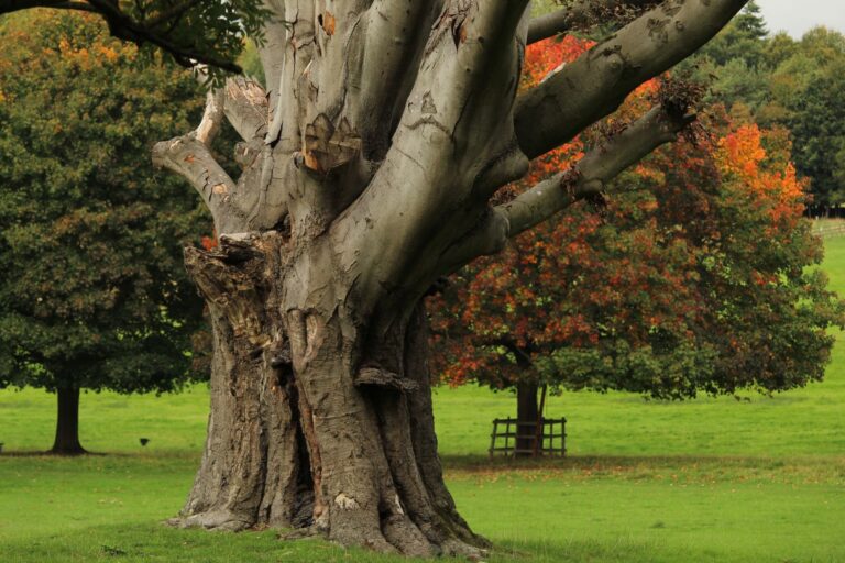 Old tree with a large hollow cavity in its trunk in autumn