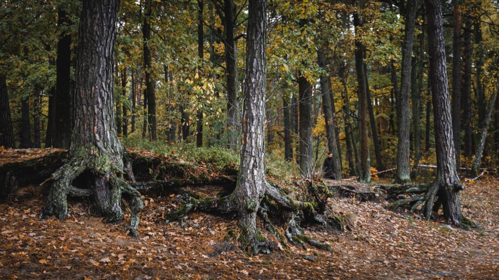 Exposed tree roots spreading across the soil surface
