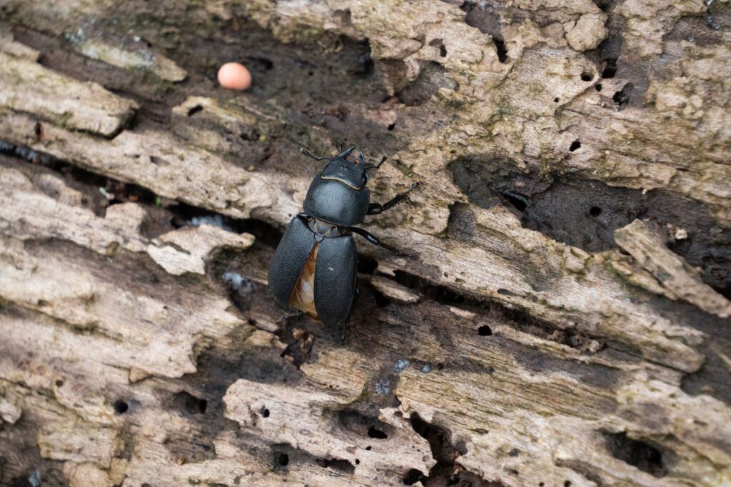 Insect galleries beneath the bark of a dead ash log