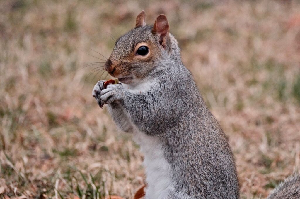 Gray squirrel holding an acorn in a backyard
