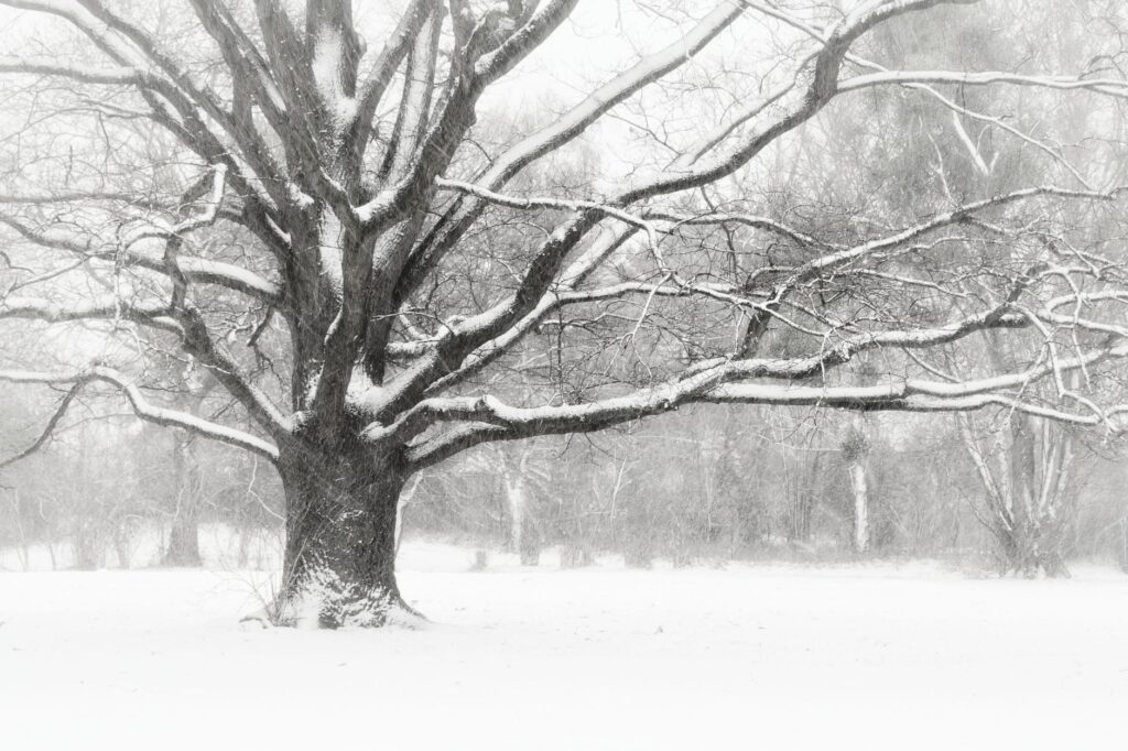 A mature oak in winter with bare branches showing its structure