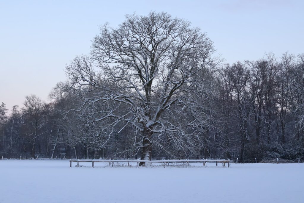 Mature oak tree silhouette against a snowy winter sky