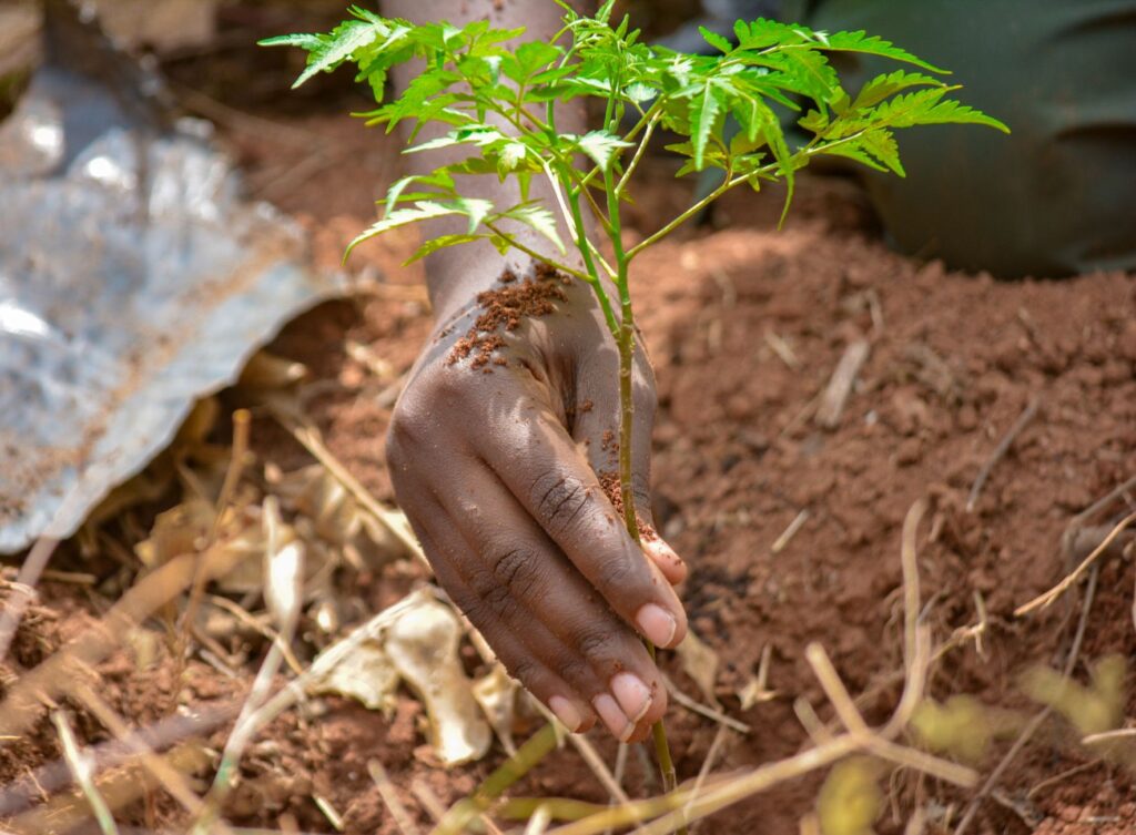 Homeowner backfilling soil around a newly planted young tree