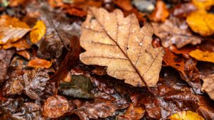 Wet snow clinging to tree branches that still carry autumn leaves