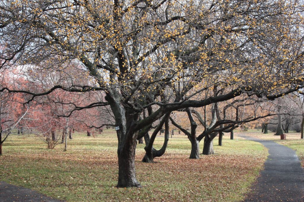 Homeowner looking up into the branches of a mature backyard tree in late autumn