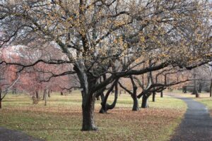 Homeowner looking up into the branches of a mature backyard tree in late autumn