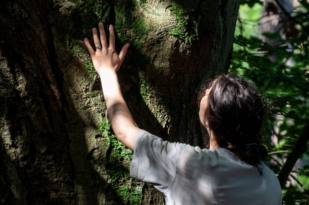 Arborist inspecting the trunk of a mature tree