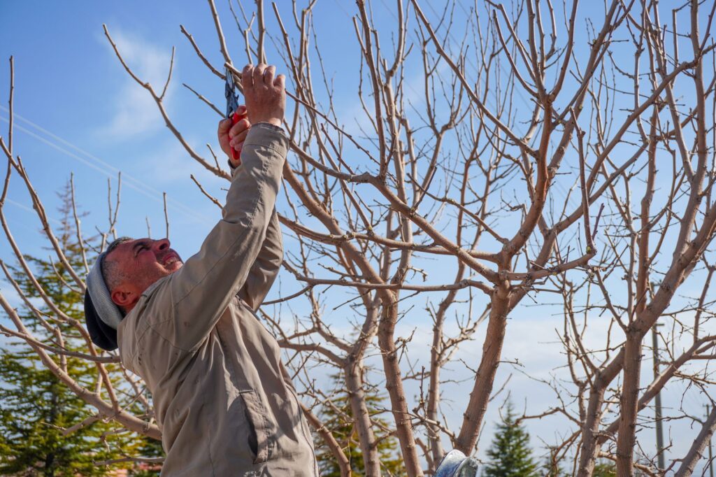 An arborist making a clean pruning cut on a damaged tree limb