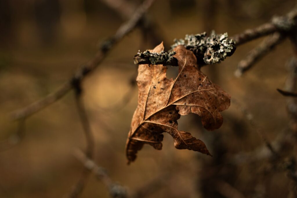 A bare dead branch beside living branches still holding autumn leaves