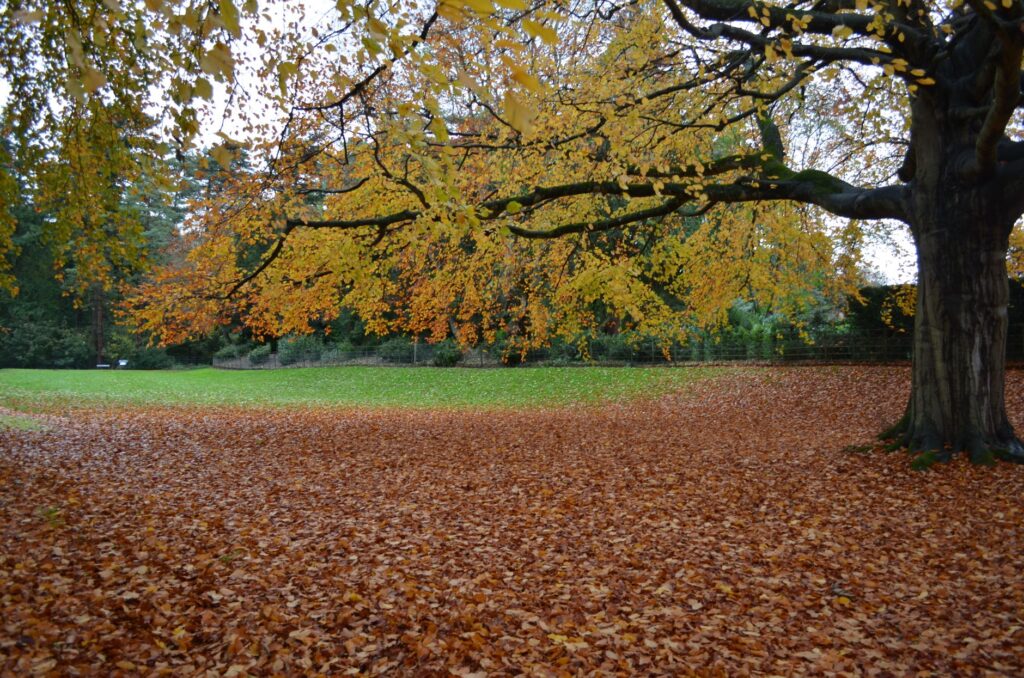Fallen autumn leaves gathered around the base of a large tree