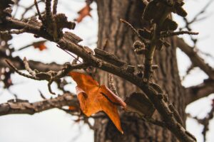 A dead, leafless branch hanging in an otherwise full autumn tree canopy