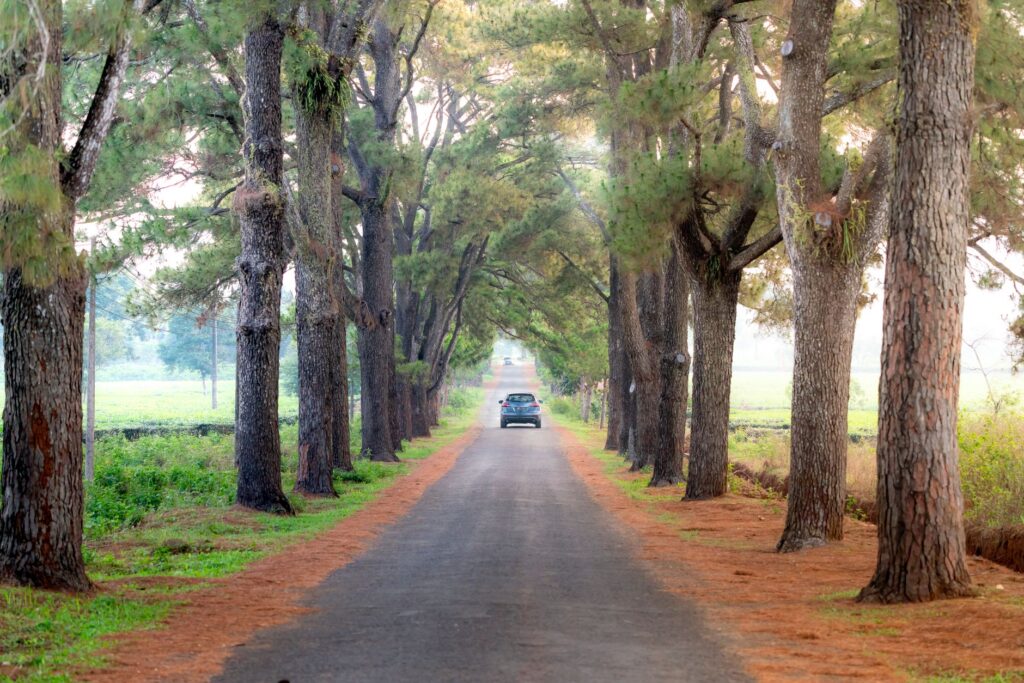 Driveway and patio beneath the canopy of a large tree