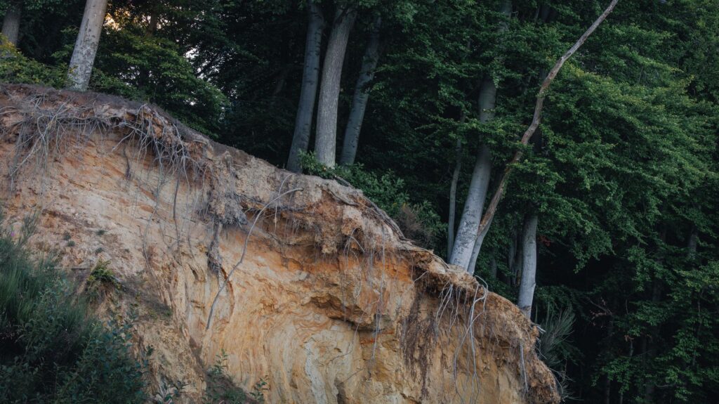 Shallow fibrous roots just below the soil surface of a mature tree
