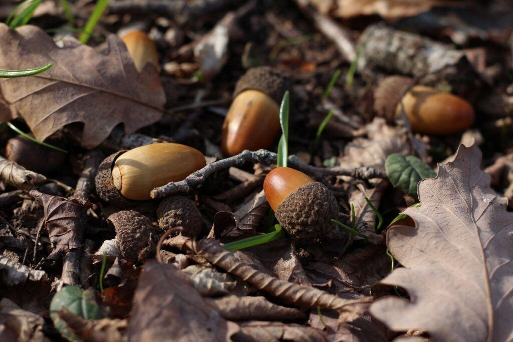 Acorns scattered on the ground beneath an oak tree in autumn
