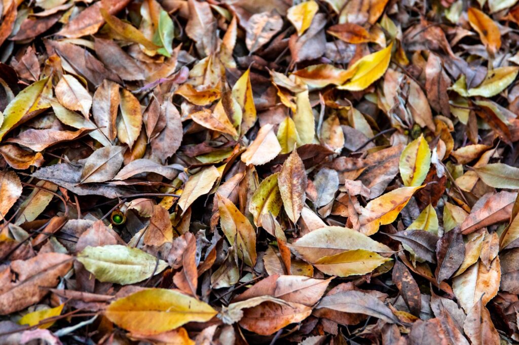 Young tree with a ring of mulch pulled back from the trunk in autumn