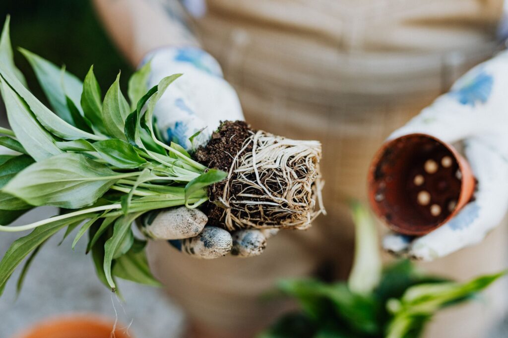 Gardener examining the root ball of a balled and burlapped tree before planting