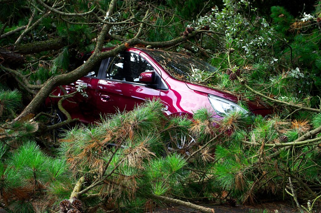 Storm-broken limb lodged between tree branches