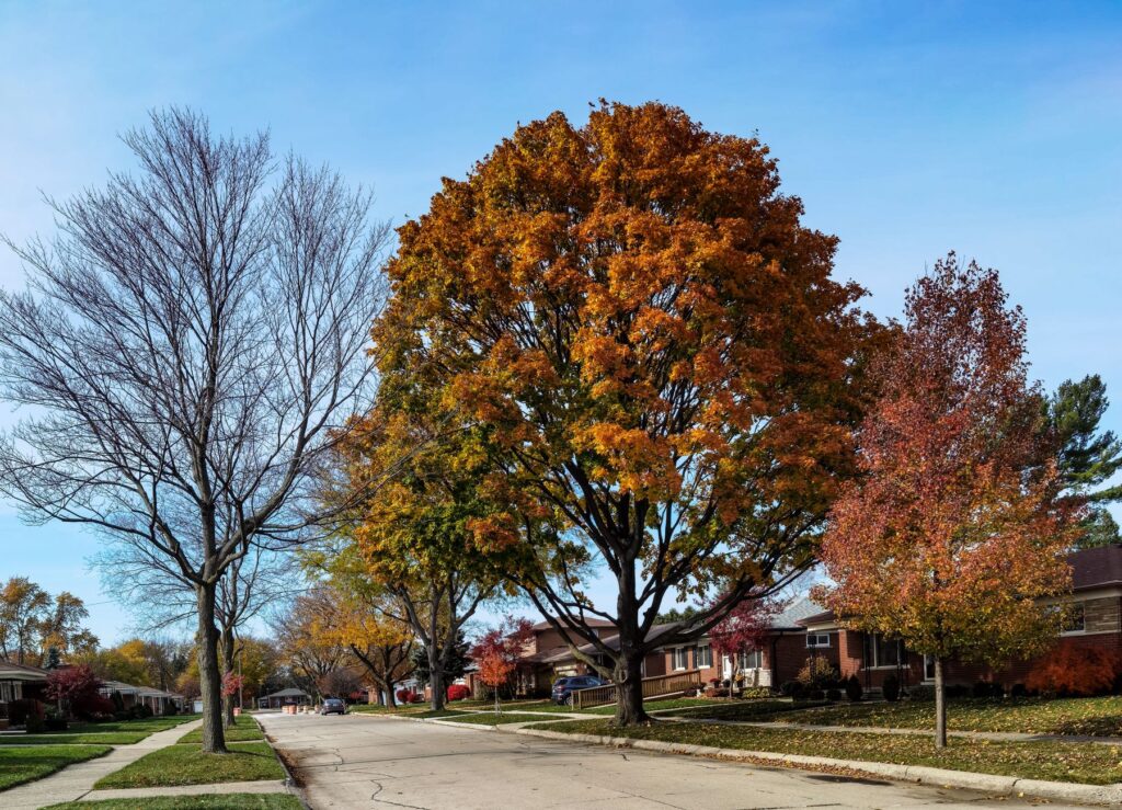 A healthy, well-maintained tree in a Middletown yard under a clear autumn sky