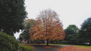 Maple tree in autumn color with fallen leaves around its base in a suburban yard
