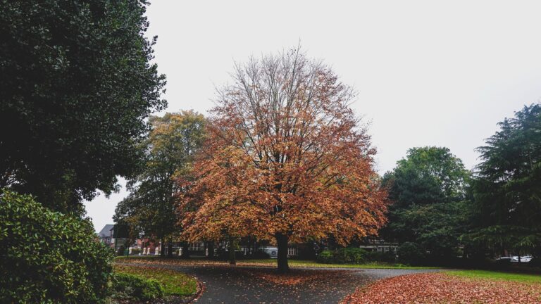 Maple tree in autumn color with fallen leaves around its base in a suburban yard