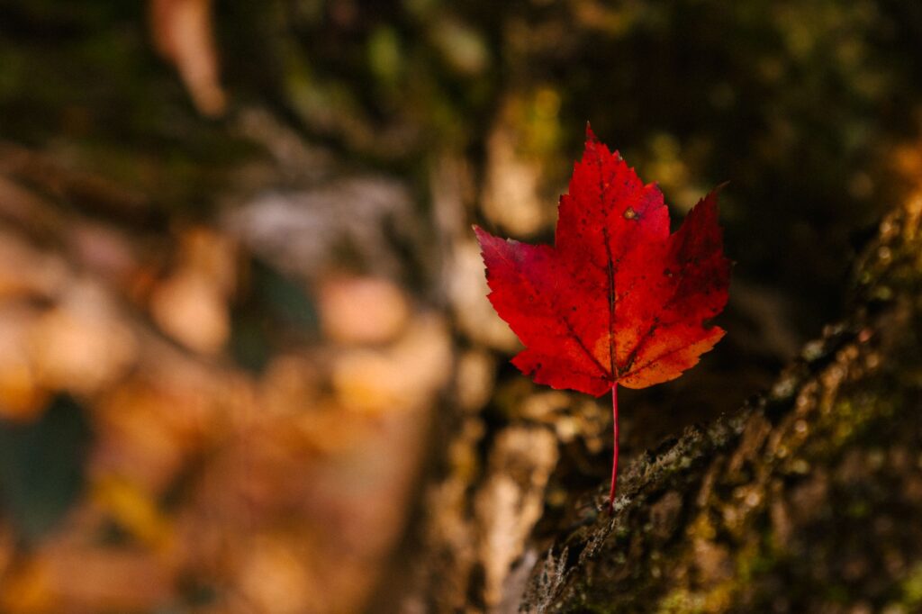 A young red maple with smooth, thin bark that makes it especially vulnerable to deer rub.