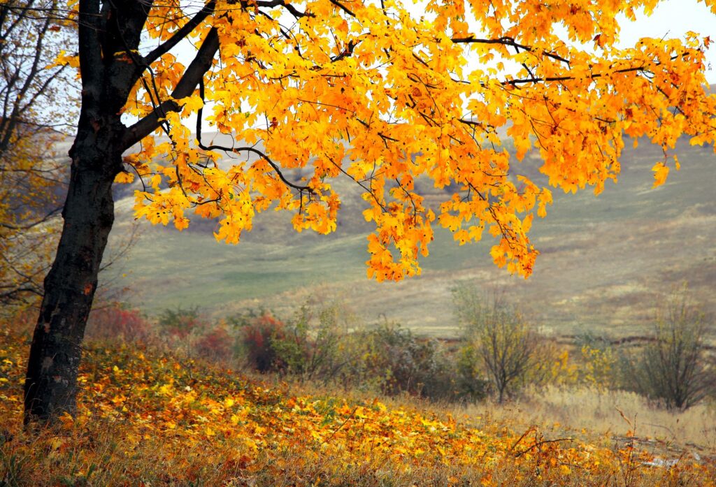 Person planting a young tree in autumn