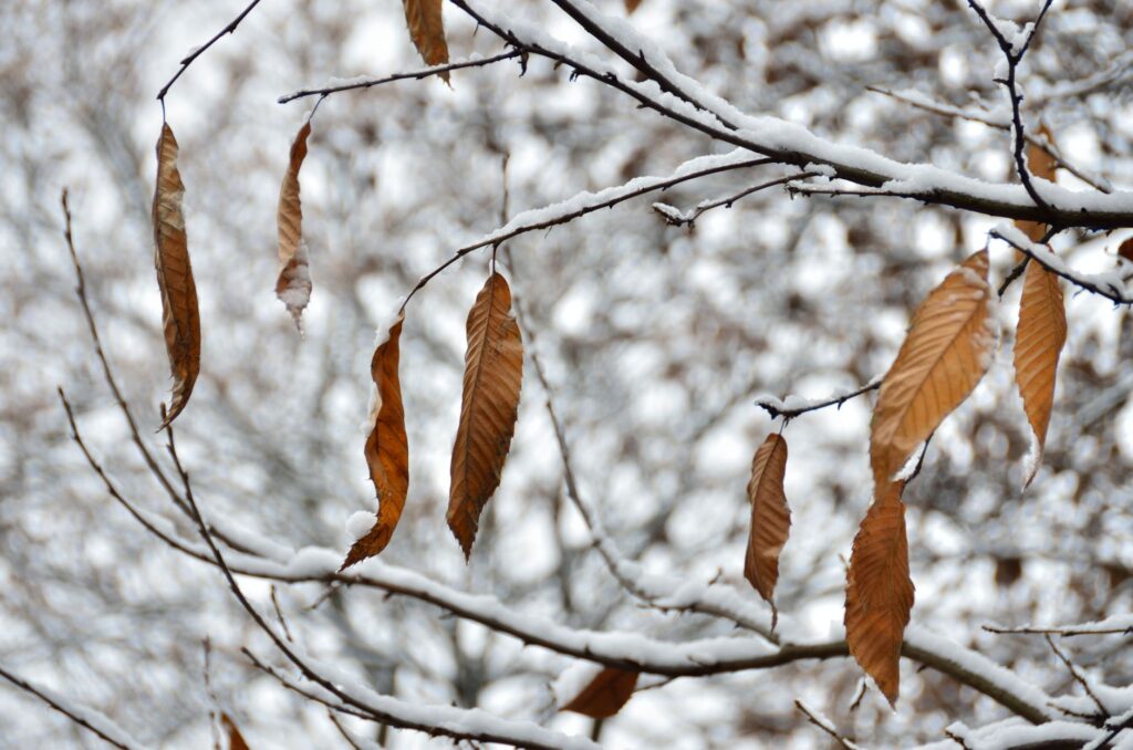 Heavy wet snow resting on autumn leaves in tree branches