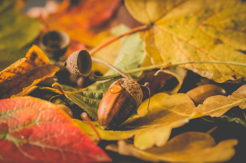 Acorns and oak leaves on the ground in autumn