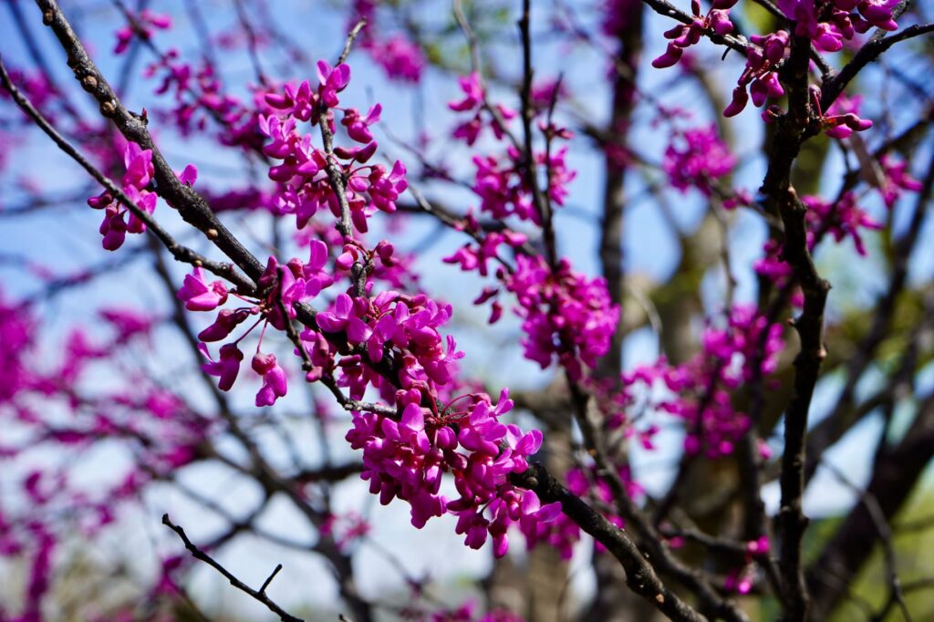 Small flowering redbud tree planted in a suburban yard