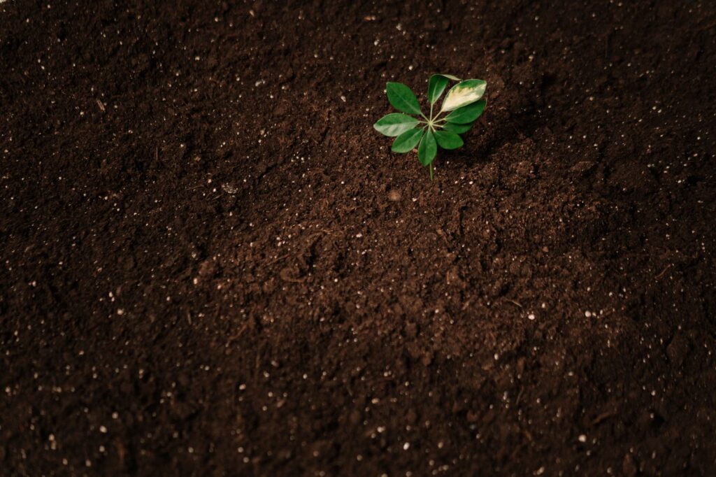 Young oak seedling sprouting from soil