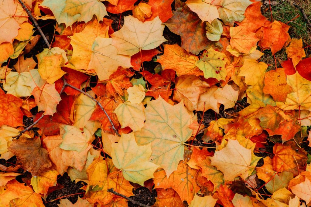 Fallen maple leaves covering a suburban lawn in autumn