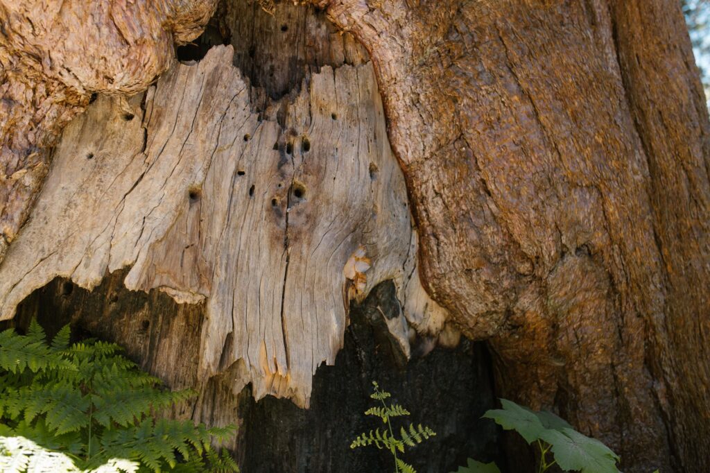 A split tree trunk showing internal decay that pruning cannot repair