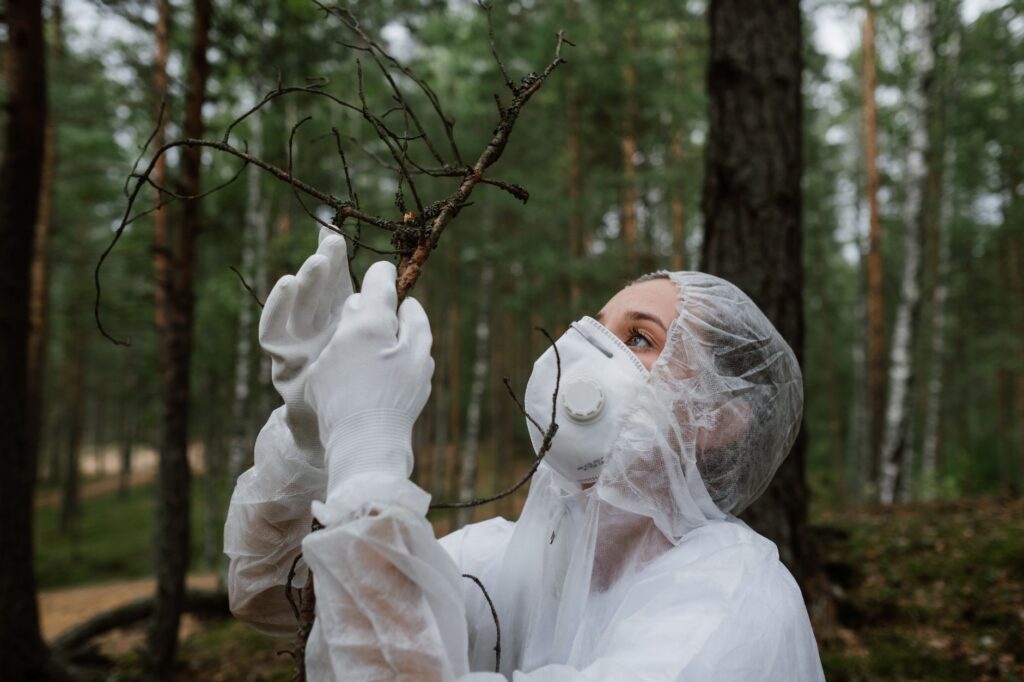 Certified arborist inspecting a large mature tree
