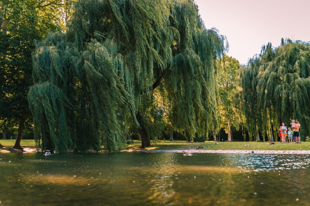 Willow tree with long branches growing beside water